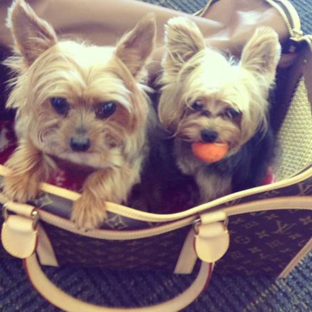Louis Vuitton Pet Carrier - Picture 5 of 15